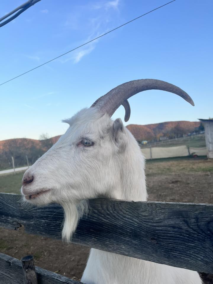 Farmos táborok